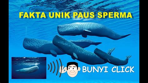 Maybe you would like to learn more about one of these? Paus Sperma Menghasilkan Suara Ultrasonik - Paus Adalah ...