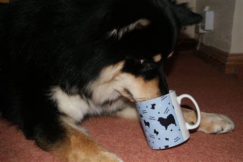 From the pros to you. Jane Treasure | Finnish lapphund, Finnish, Hot chocolate