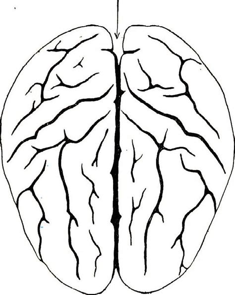 The human nervous system is a system of nerves that begins in the brain and is part of every area of your body from your fingertips to your eyes, from the skin on your toes your brain and nerve endings feel the heat and signal your muscles to retract your hand. Central Nervous System Drawing | Free download on ClipArtMag