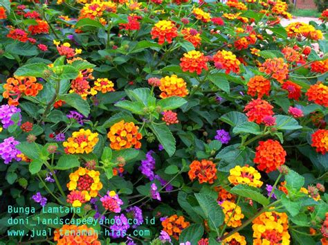 Jual Pohon Lili Paris | Lili Brazil | Petani tanaman hias ...