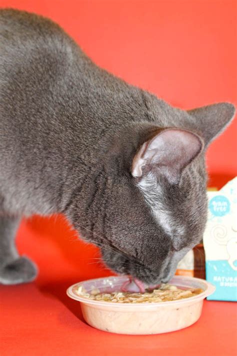I always buy her different types of cat food. Bring Out Your Picky Cat's Inner Muse with Cat Food They ...
