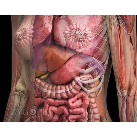 Human muscles, anatomy muscle origin and insertion chart, muscle anatomy insertion and origin where is the torso on the human body? Female Torso Anatomy Diagram - Internal Organs Of The ...