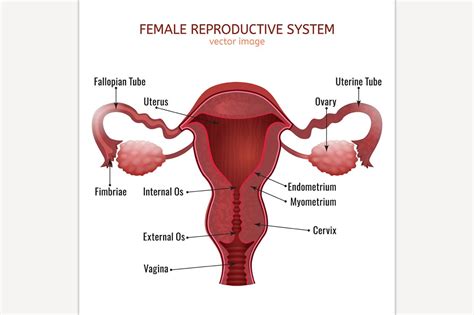 Female and male reproductive systems diagram. Female Reproductive System ~ Illustrations ~ Creative Market