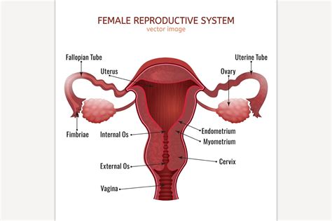 Female and male reproductive systems diagram. Female Reproductive System ~ Illustrations ~ Creative Market