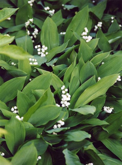 In christianity, it's associated with pentecost, a festival commemorating the descent of the holy spirit upon the apostles. The meaning and symbolism of the word - «Lily Of The Valley»