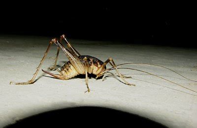 Sand treader cave crickets are pale in comparison to other species. Spotted Camel Cricket photo - lejun photos at pbase.com