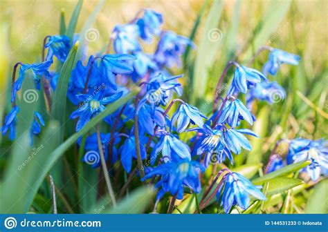 Check spelling or type a new query. Gruppe Von Blauen Sibirischen Meerzwiebelblumen, Scilla ...