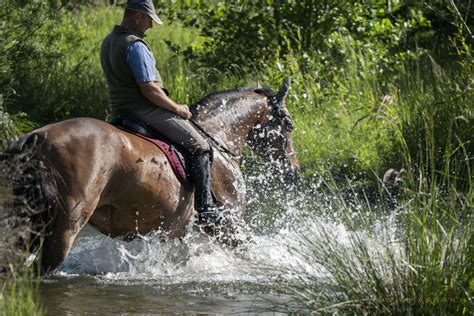 Wasser ist die die bezeichnung wasser wird dabei für den flüssigen aggregatzustand verwendet. Pferd im Wasser Foto & Bild | tiere, haustiere, pferde ...