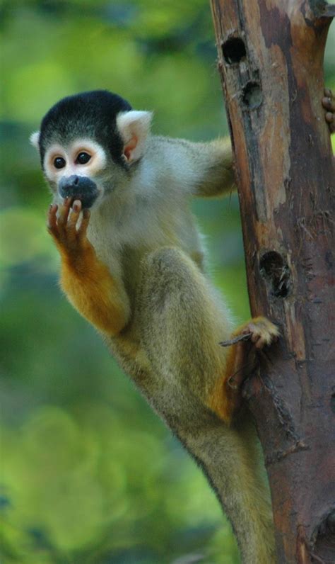 Der amazonas regenwald der amazonas regenwald ist der größte tropische regenwald der erde. Pin von SPEAK TO MY FACE auf Fauna amazônica # ...