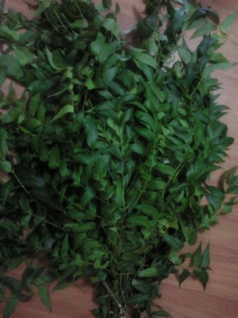 Mama nggak mau aku main dengan pelacur. CHEMPAKA in the HOUSE: DAUN SEMAMBU ALTERNATIF MENGUBAT CAMPAK