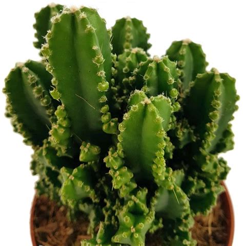 The word cereus is from an ancient greek word that means candle or wax torch, referring to the plant's cylindrical shape. Cereus peruvianus florida paolina - Felsenkaktus ...