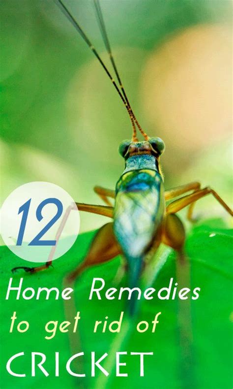 Find out how they get in, where they hide and how to keep them out! Home Remedy Hacks • 12 Proven Home Remedies to Get Rid of ...