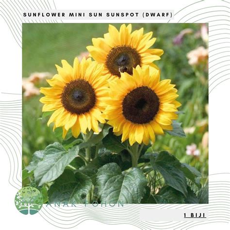 Sunflower evening sun nama ilmiah: Benih Bibit Biji - Sunflower Mini Sun Bunga Matahari Seeds ...