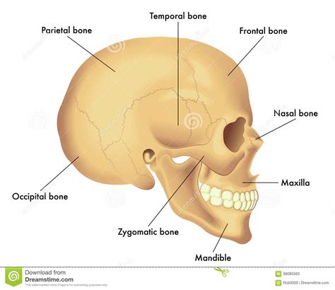 Check spelling or type a new query. Anatomy Diagram Of A Skull stock vector. Illustration of ...