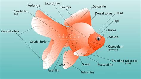 Male and female reproductive system organs. Gfscorner (金鱼堂): Goldfish Anatomy