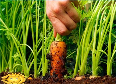Voici quelques conseils pour semer et cultiver des carottes et obtenir une récolte de qualité. Cultiver des carottes en plein champ: plantation et entretien