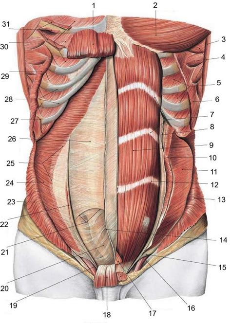 It can help you understand our world more detailed and specific. Groin Muscle Anatomy Diagram (With images) | Human anatomy ...