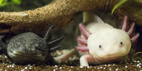 30 Exotic Animals You Can Legally Own As Pets - Page 18 ...