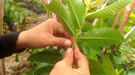 Of course, this is a simplified description, so let's review the process in greater detail. Grafting fruit tree the methods - YouTube