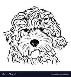 Meet kip a handsome mini goldendoodle puppy that has a beautiful curly there are lots of goldendoodle coat colors that you can pick from a breeder. Learn How to Draw a Mini Goldendoodle (Dogs) Step by Step : Drawing Tutorials | Puppy coloring ...