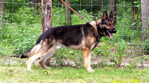 Come watch them grow with us as we up date the group picture each week. Ddr German Shepherd Breeders - German Choices