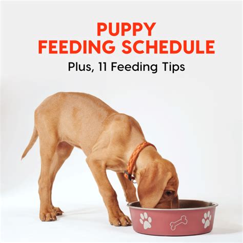 Puppies can suffer from intestinal parasites as well, and panacur is safe for them to take after 2 weeks of age. Not sure how often or how much to feed your puppy? Check ...
