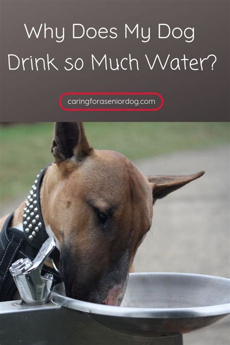 As your cat consumes more calories and produces more metabolic waste, he needs monitor your cat's water intake. Why Does My Dog Drink So Much Water (With images) | Senior ...