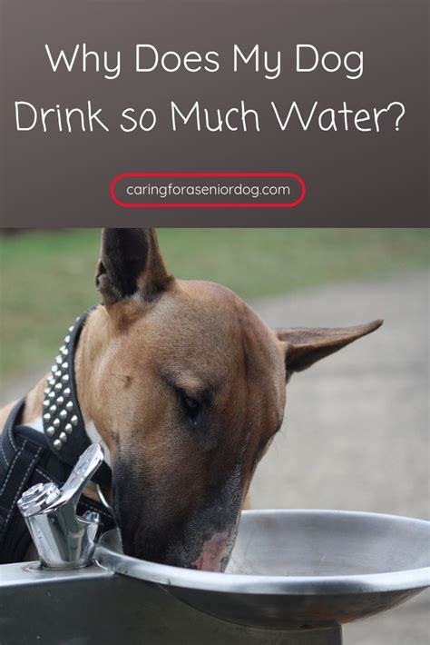 Remember that birds are naturally good at hiding illness. Why Does My Dog Drink So Much Water (With images) | Senior ...