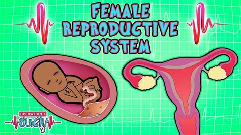 Just a quick reference guide to different bodytypes of the female figure. Pin on 5th grade female reproduction