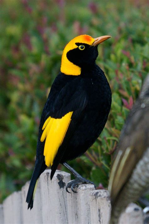 Vogelarten garten vögel vögel im garten garten im freien tiere schöne gärten vogel des gartenarbeit garten vögel vögel im garten gärtnern pflanzen gartengestaltung ideen garten. 31 Inspirierend Vogelarten Im Garten Neu | Garten Anlegen