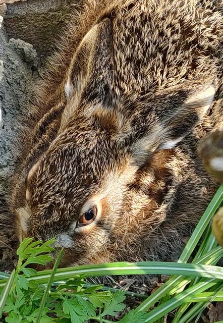 Futtern fur den feldhasen nabu. Etwas Positives in dieser Zeit!: Feldhase im meinem Garten ...