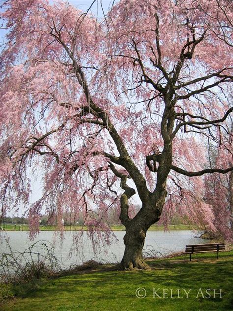The first japanese flowering cherries planted in washington, d.c. Flowering Weeping Cherry Tree Prunus sp by ...