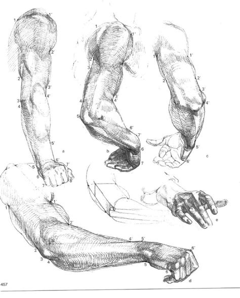 Gottfried Bammes - Die Gestalt Des Menschen - Anatomy ...