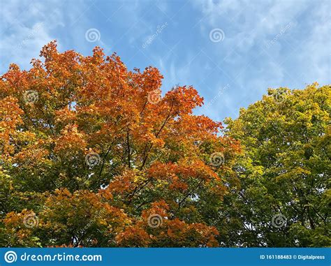 Laubbaum In Den Herbstfarben Stockbild - Bild von herbstfarben, laubbaum: 161188483