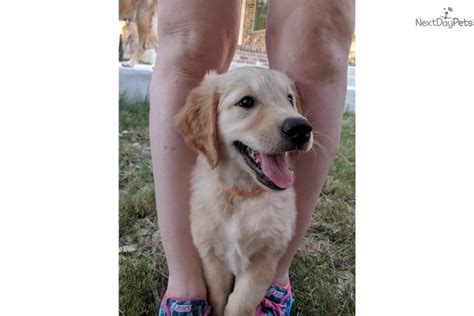 They are one of the world's most popular pets and make great companions. Orange: Golden Retriever puppy for sale near Austin, Texas. | b4441c5a-d3b1