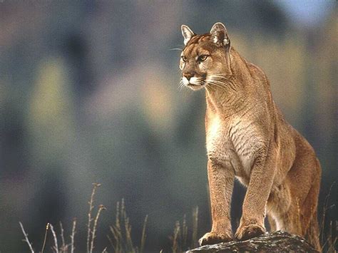 Next to the jaguar, it is the largest north american cat. Cougar Symbolism; A message - Spirit Animal Totems