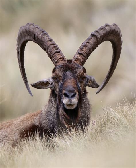 According to basaznew et al., (2013) 21, from a total of 167 fecal samples examined, 85.63% of walia ibex were infected by parasitic helminthes. Ethiopia | Symmetry in Nature in 2020 | Wildlife facts, African wildlife, Walia ibex