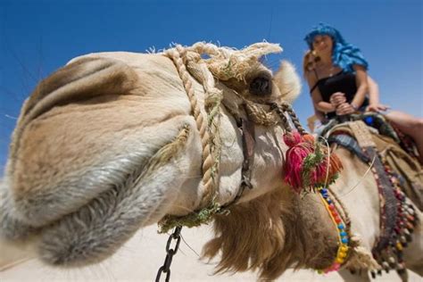 (4) how the camel got his hump. Hey mike guess what day it is hump day whoop woop ...