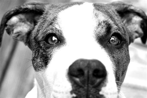 Sep 25, 2019 · la cara sonriente con corazones es usada para manifestar que alguien está enamorado, además de una serie de sentimientos de felicidad y afecto. 21 de Julio: Día Mundial del Perro