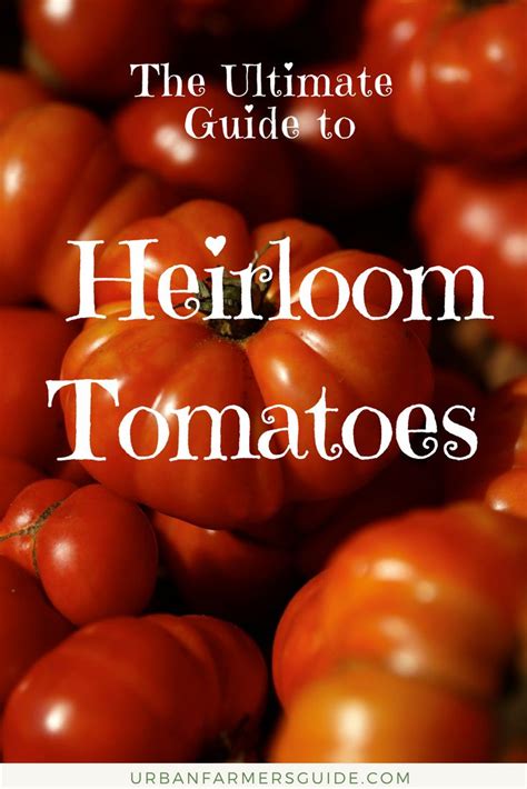 They often have have colors, textures, sizes, and flavors that vary from species to species. The Ultimate Guide To Heirloom Tomato | Urban Farming ...