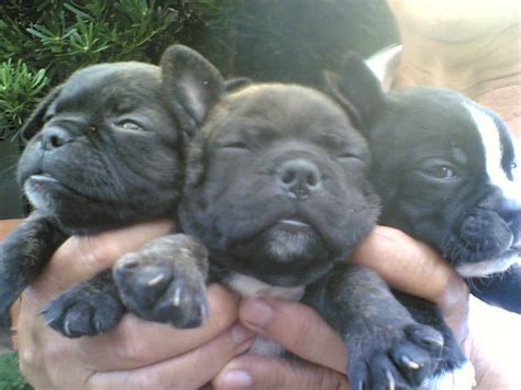 They are all 10 weeks french bulldog puppies that have been home trained, house broken and have become excellent family companions. french bulldog pups Rush very affordable FOR SALE ADOPTION ...