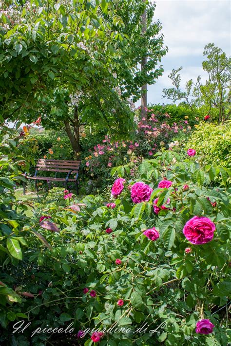 Although referred to by one vendor as charles de mildew this rose never stints on its yearly production of flowers. Il piccolo giardino di L.: Il caldo color porpora della ...