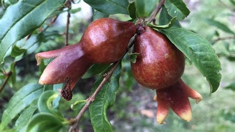 Check spelling or type a new query. Pomegranate Success! in Mid-Atlantic. I live in Chesapeake ...