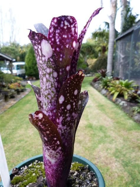 That model number is not a match to the product code provided. New seedling by Peter Coyle | Purple plants, Bromeliads ...