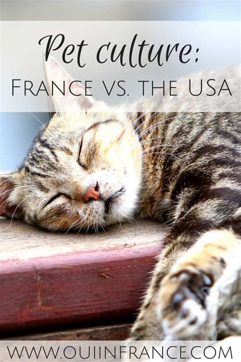 We would like to show you a description here but the site won't allow us. Oui In France Pet culture in France vs. USA