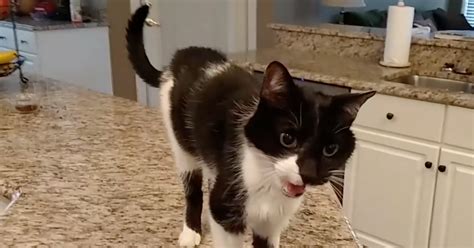 Cats are very expressive animals and they make themselves understood by humans in different ways: Nobody believed this guy what his cat's 'meow' sounds like ...