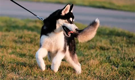 Как приучить к поводку взрослую собаку и щенка | PEDIGREE®