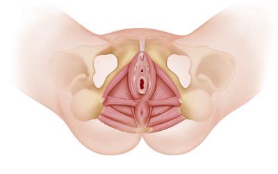 No one wants to get caught with camel toe. Anatomy and Function of the Vagina