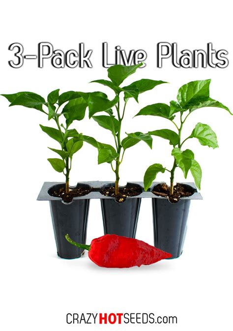 1 live ghost pepper plant (bhut naga jolokia). LIVE Ghost Pepper Plants (3-Pack) - PepperHead