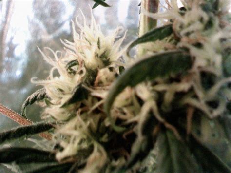 Skunk haze produces large, sativa plants and so does the cbd enriched variation. Skunk Haze - Mr. Nice seedbank and research - Strains